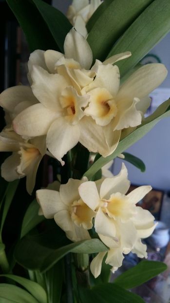  - Dendrobium nobile