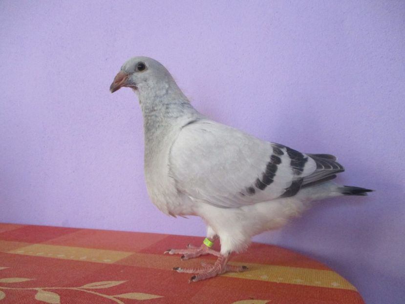 6891-17 - Tineret 2017