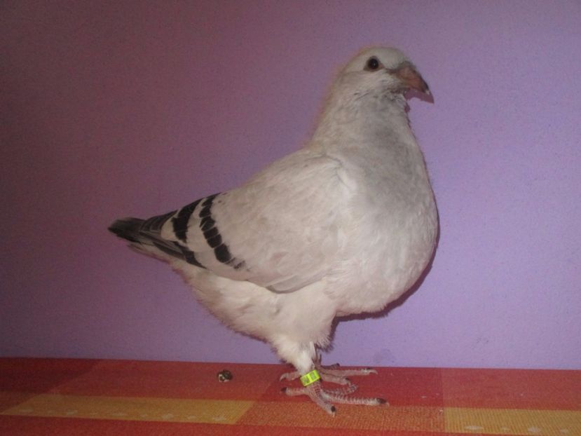 6892-17 - Tineret 2017