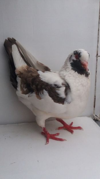 F 2014 vanduta - De vanzare kingi