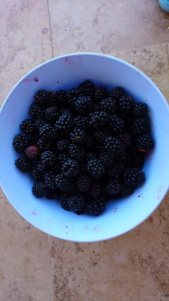  - Arbusti fructiferi si capsuni