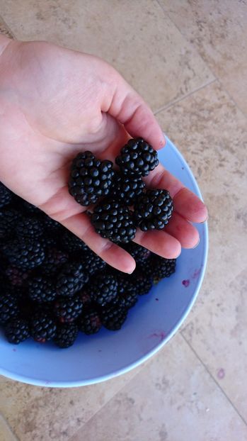  - Arbusti fructiferi si capsuni