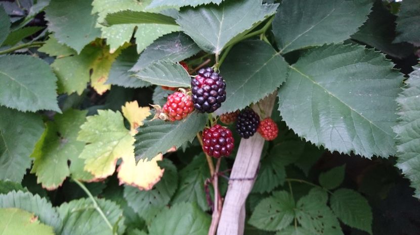  - Arbusti fructiferi si capsuni