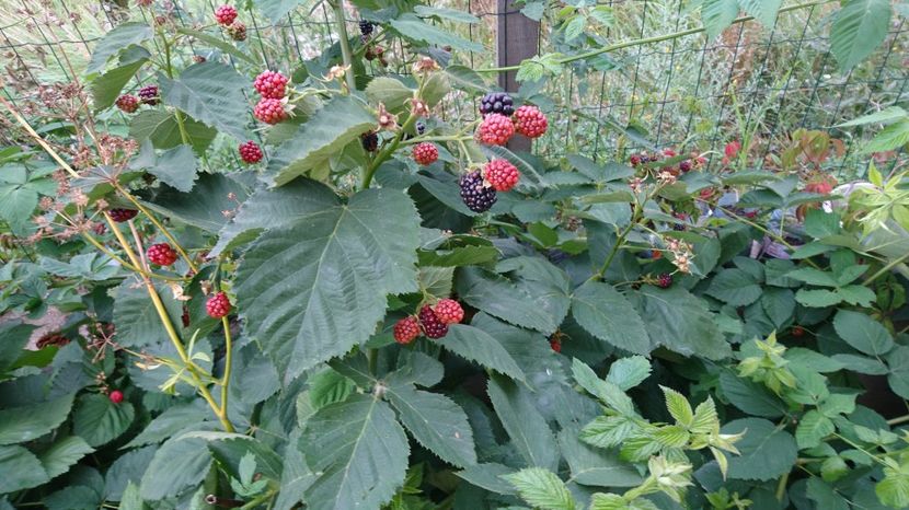  - Arbusti fructiferi si capsuni