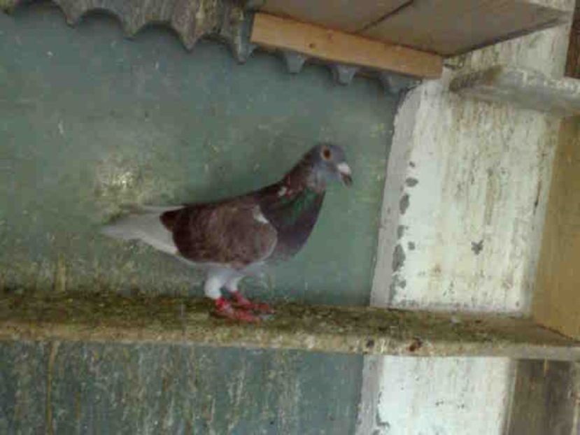 acelasi 139 - X-Porumbei vinduti