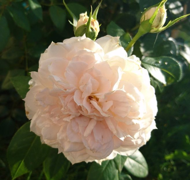  - Uetersener klosterrose- urcator
