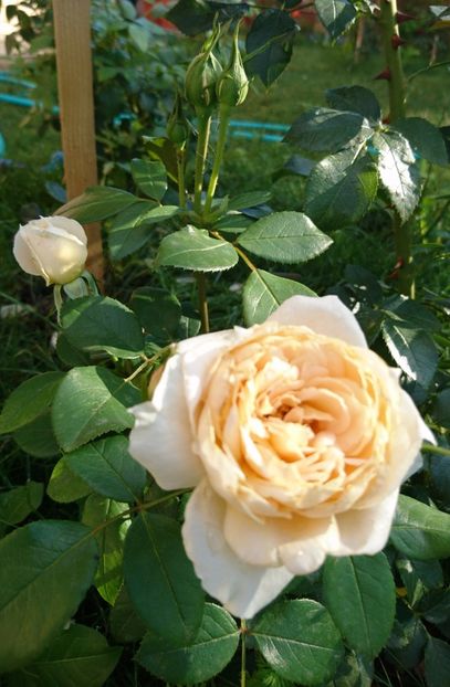  - Uetersener klosterrose- urcator
