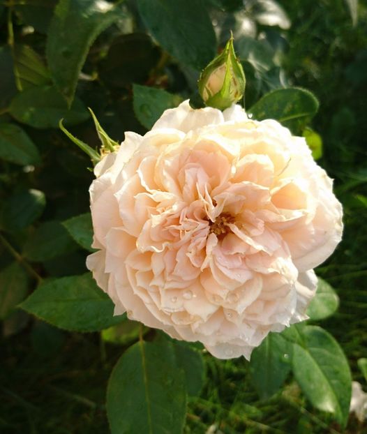  - Uetersener klosterrose- urcator