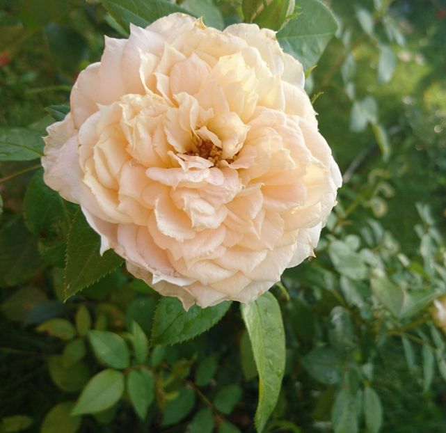  - Uetersener klosterrose- urcator