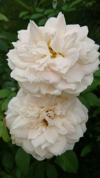  - Uetersener klosterrose- urcator