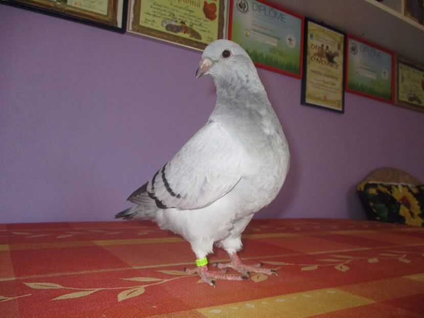 6893-17 - Tineret 2017