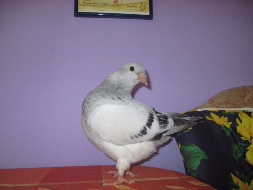 6896-17 - Tineret 2017