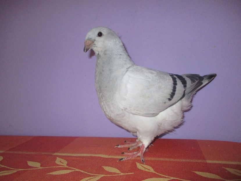 6851-17 - Tineret 2017