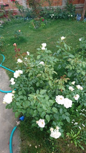  - Uetersener klosterrose- urcator