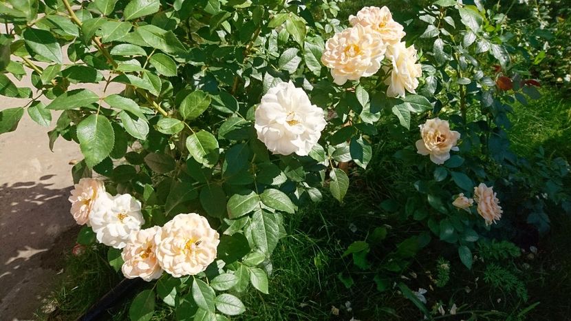  - Uetersener klosterrose- urcator