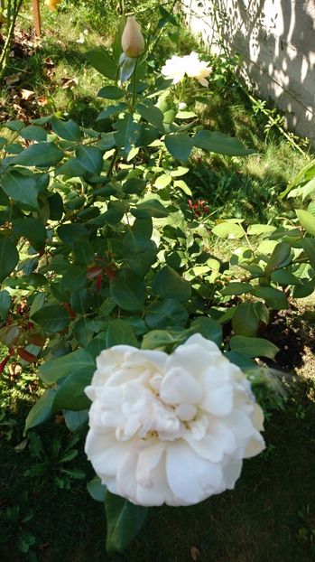  - Uetersener klosterrose- urcator