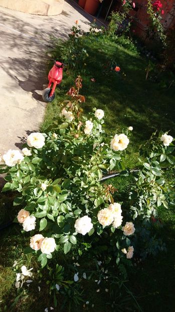  - Uetersener klosterrose- urcator