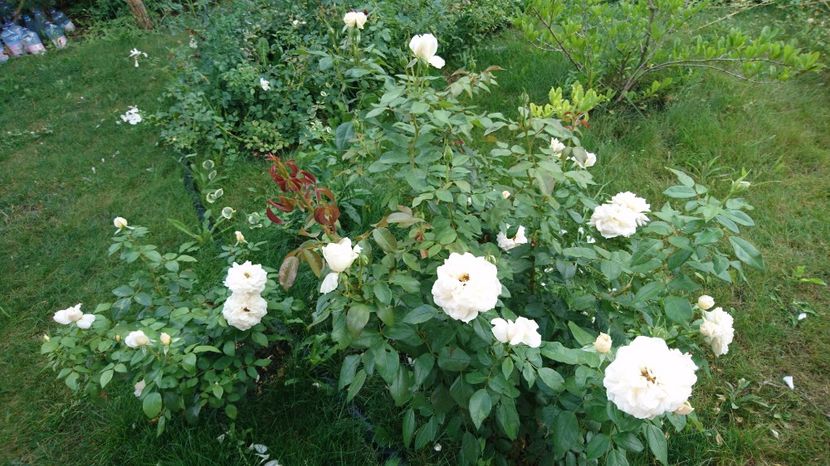  - Uetersener klosterrose- urcator