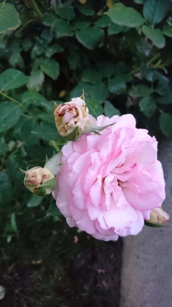 A doua inflorire - Eden rose