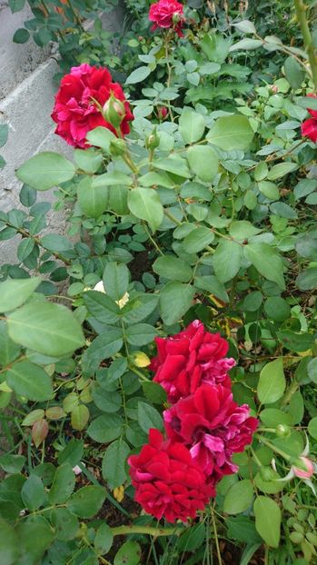  - Gradina Iulie 2017