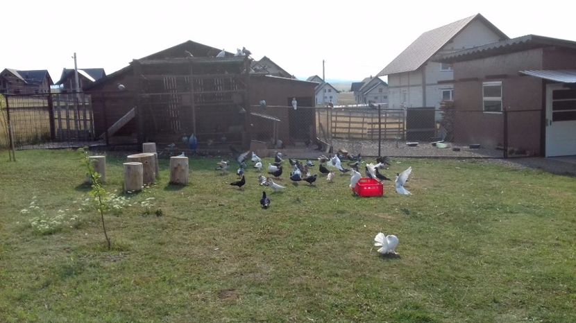  - V INSTANTANEE 2016-2017