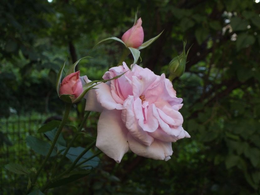 02.08.2017 - Abbaye de Valsaintes