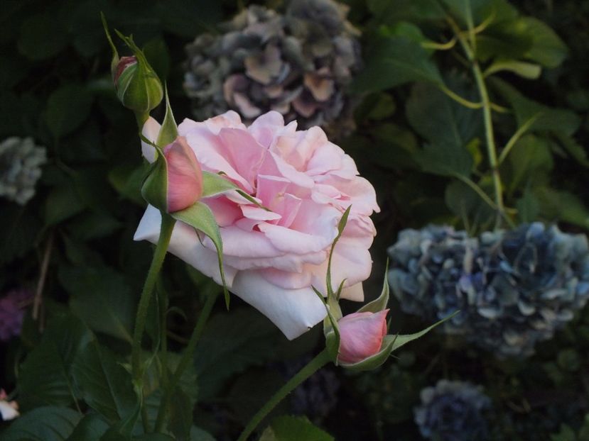  - Abbaye de Valsaintes