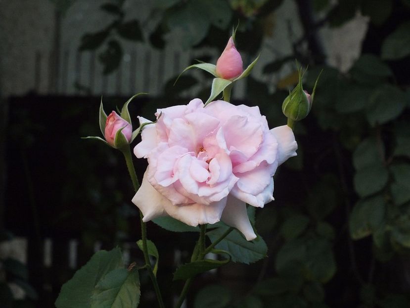  - Abbaye de Valsaintes