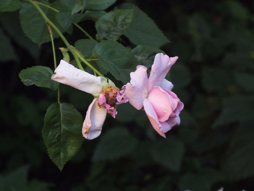 02.08.2017 - Abbaye de Valsaintes