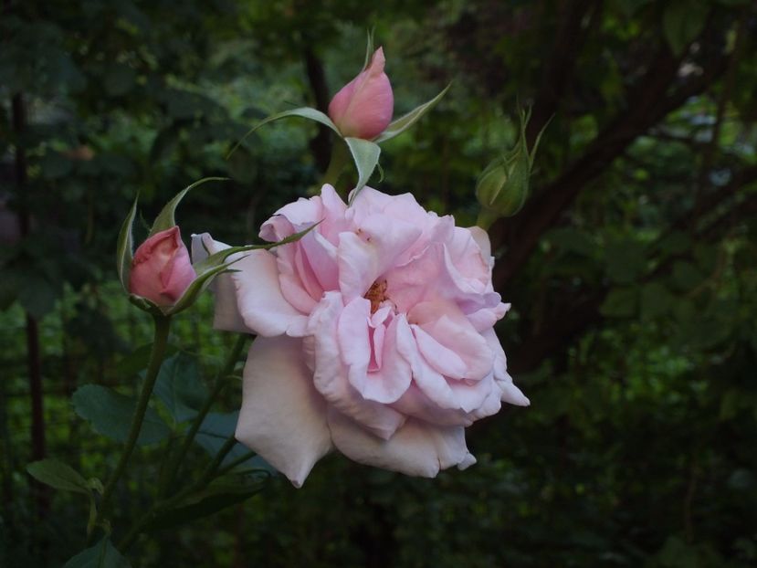  - Abbaye de Valsaintes