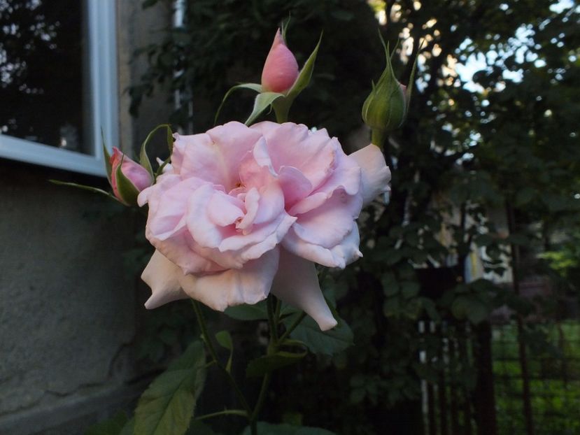  - Abbaye de Valsaintes