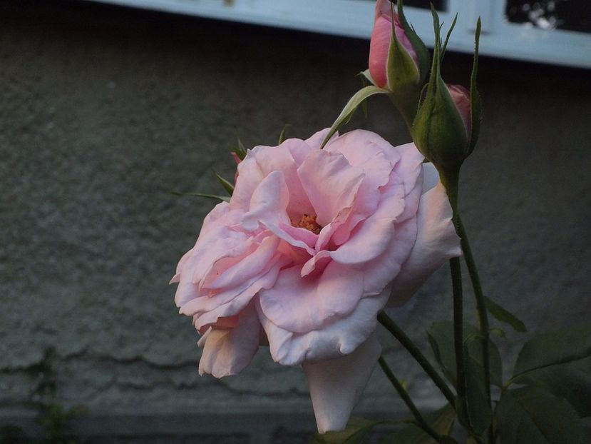  - Abbaye de Valsaintes