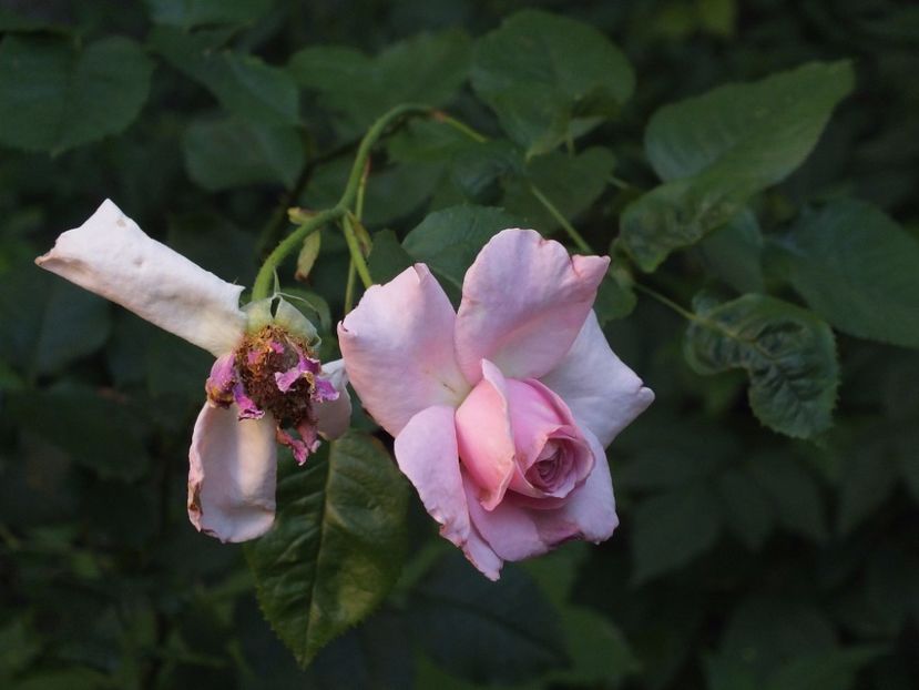  - Abbaye de Valsaintes