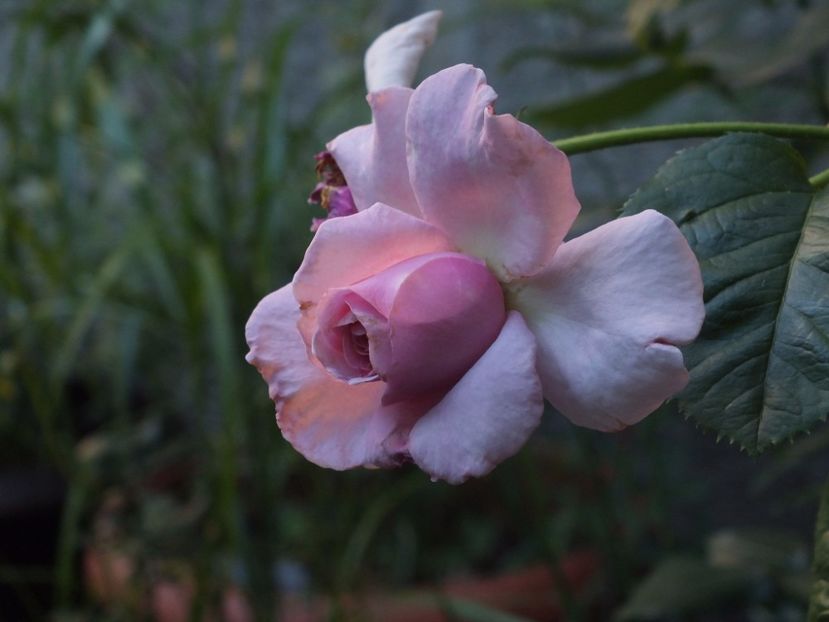  - Abbaye de Valsaintes