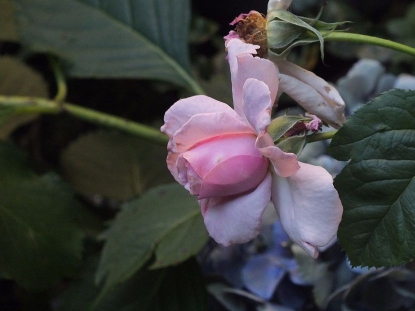 02.08.2017 - Abbaye de Valsaintes