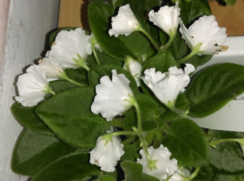  - Alan s White Feather de la AM