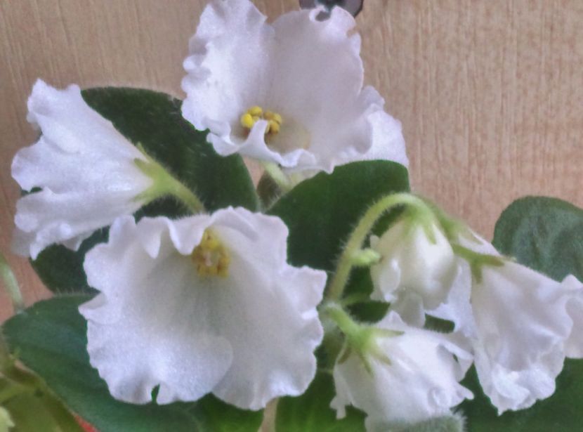  - Alan s White Feather de la AM