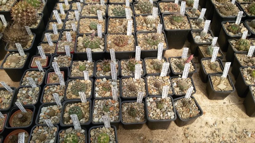  - AAA CACTUSI DE VANZARE 2017 COLECTIA