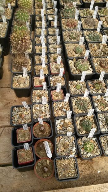  - AAA CACTUSI DE VANZARE 2017 COLECTIA