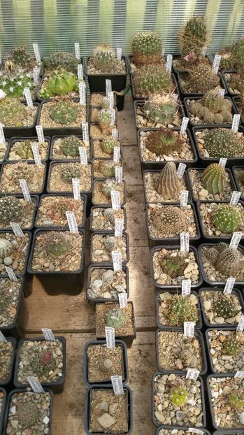  - AAA CACTUSI DE VANZARE 2017 COLECTIA