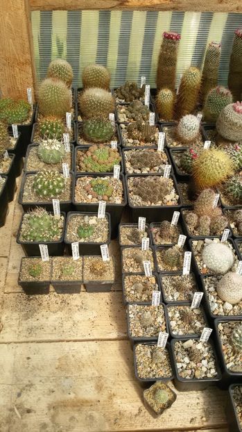  - AAA CACTUSI DE VANZARE 2017 COLECTIA