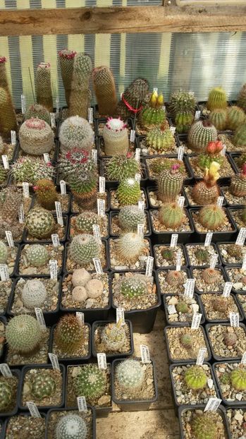  - AAA CACTUSI DE VANZARE 2017 COLECTIA