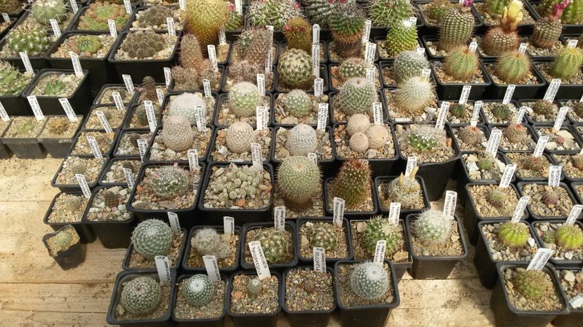  - AAA CACTUSI DE VANZARE 2017 COLECTIA