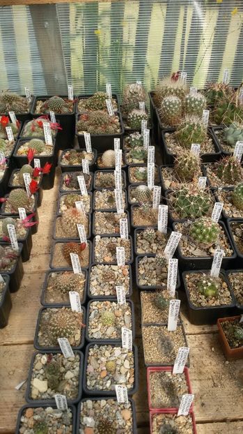  - AAA CACTUSI DE VANZARE 2017 COLECTIA