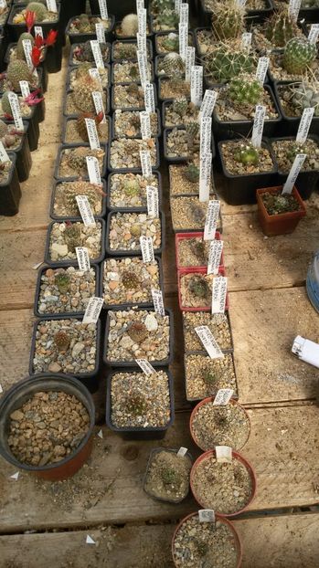  - AAA CACTUSI DE VANZARE 2017 COLECTIA