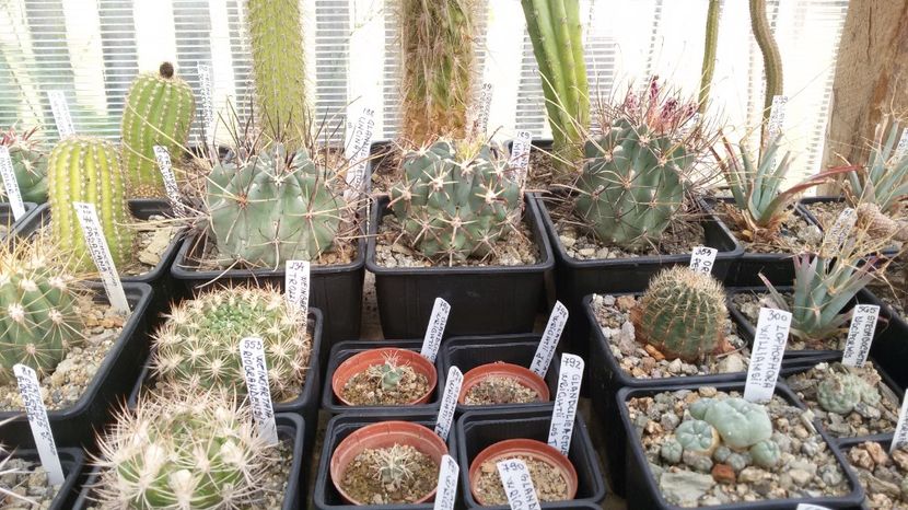  - AAA CACTUSI DE VANZARE 2017 COLECTIA