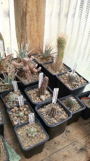  - AAA CACTUSI DE VANZARE 2017 COLECTIA