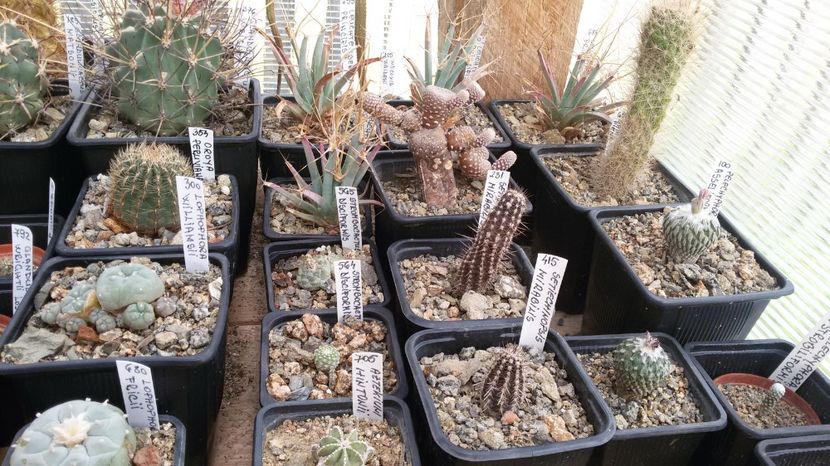  - AAA CACTUSI DE VANZARE 2017 COLECTIA