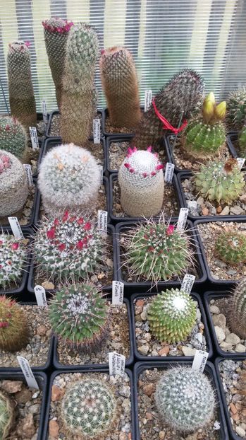  - AAA CACTUSI DE VANZARE 2017 COLECTIA