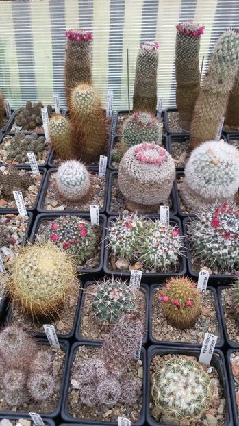  - AAA CACTUSI DE VANZARE 2017 COLECTIA